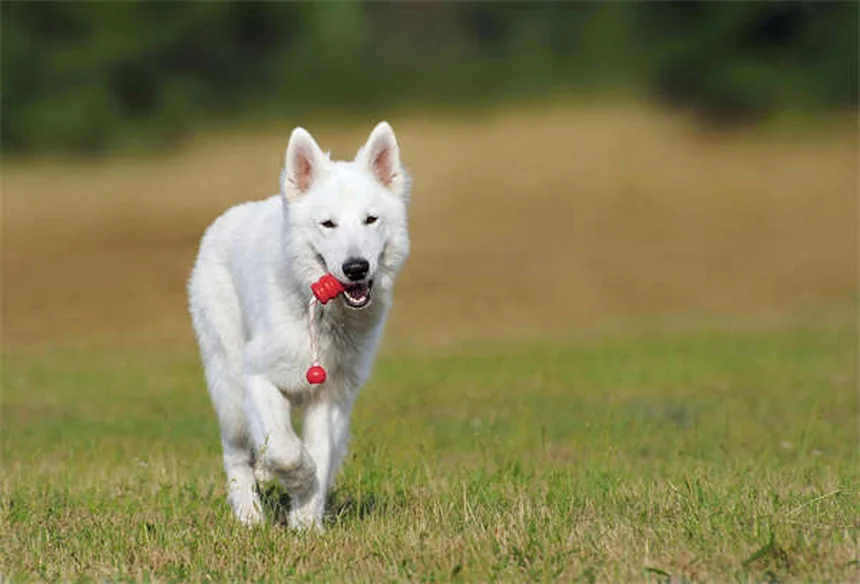 犬は一度に何匹の子犬を産む？平均から最大記録まで徹底解説