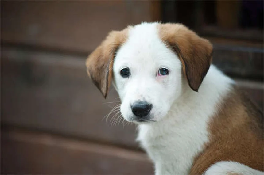犬は一度に何匹の子犬を産む？平均から最大記録まで徹底解説