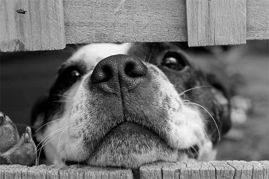 犬の背中の痛み・5つのよくある問題と予防・対処法を獣医師が解説