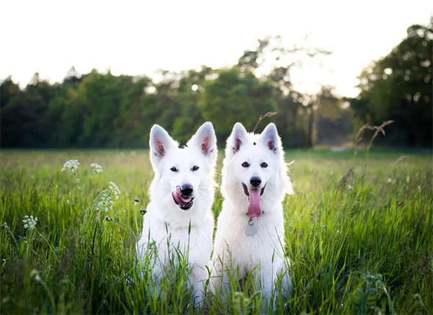 冬のペット旅行を安全に！犬や猫と行く前に知るべき7つのポイント