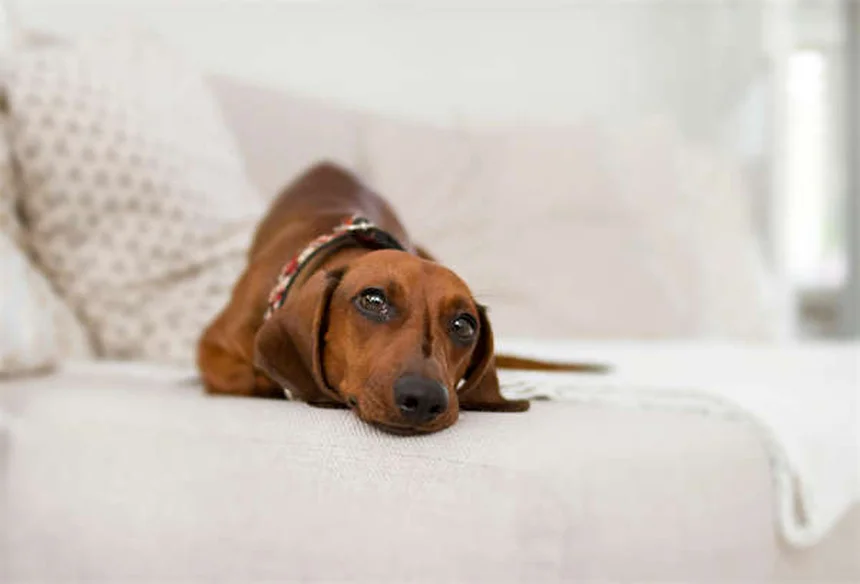 犬の浮腫（むくみ）の原因と症状、治療法を獣医師が解説
