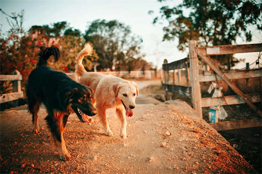 犬は色が見える？犬の色覚と色盲の真実を徹底解説