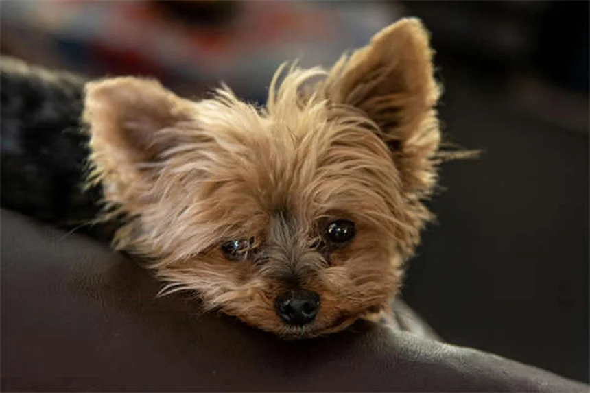 犬は色が見える？犬の色覚と色盲の真実を徹底解説