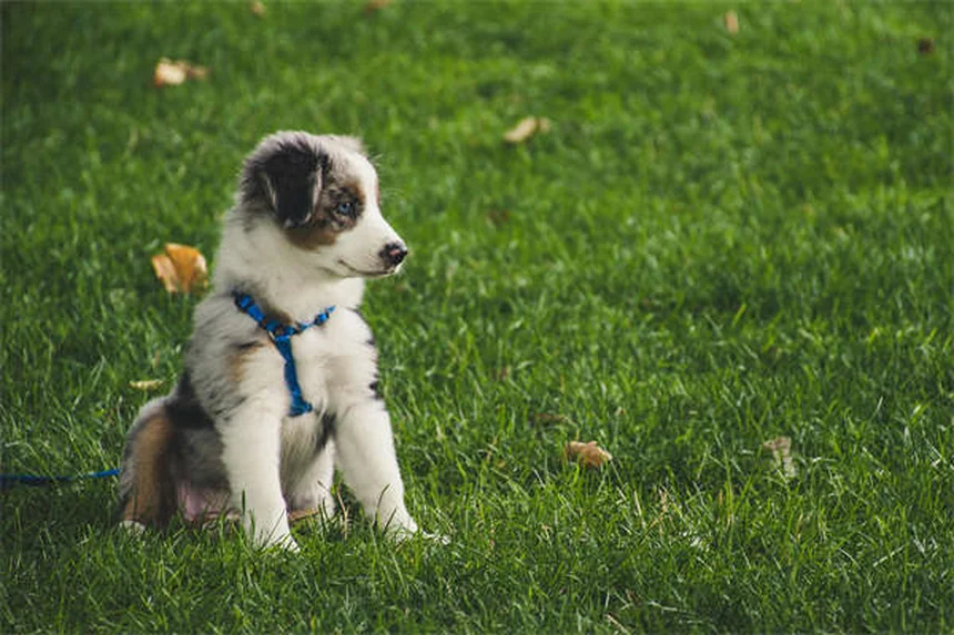 子犬の初めての夜を乗り切る7つのコツ｜夜鳴き対策と安眠ガイド