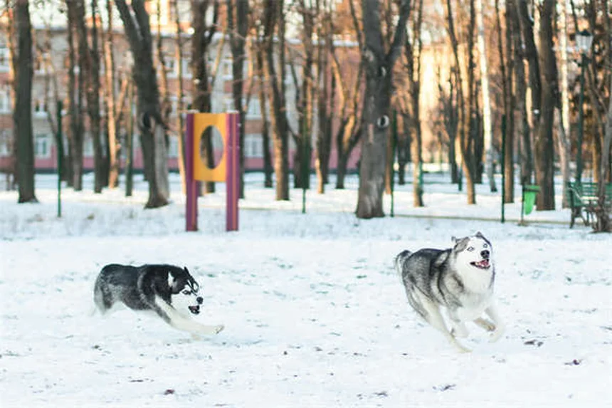 犬のライム病ワクチン、必要性は？獣医師が教える接種判断のポイント