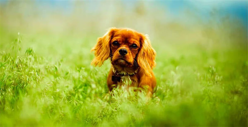 犬が足の上に座る心理｜愛情表現から不安サインまで徹底解説