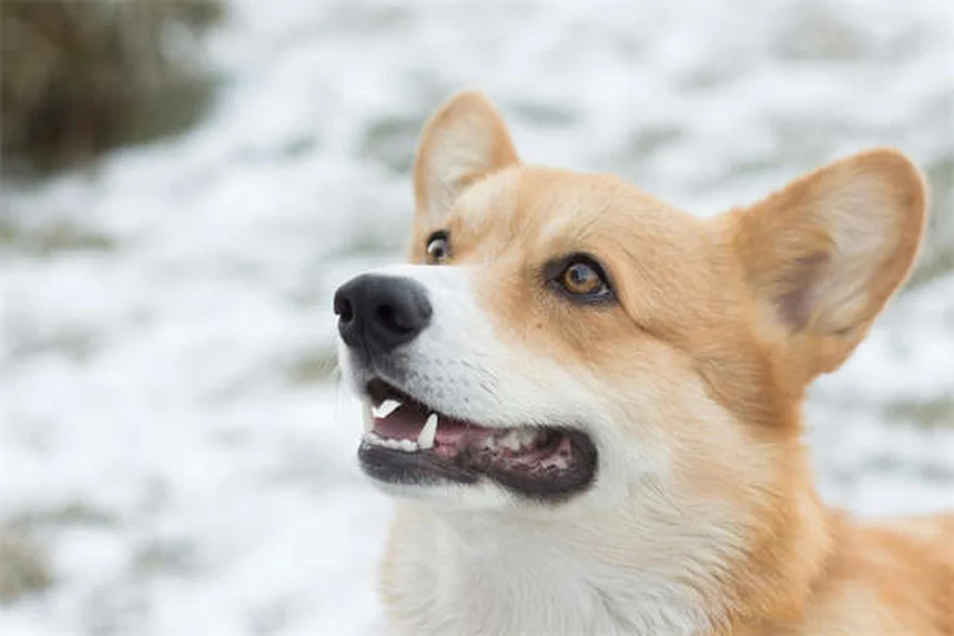 ハムスターのツラレミアとは？症状・予防から飼い主が取るべき行動まで徹底解説