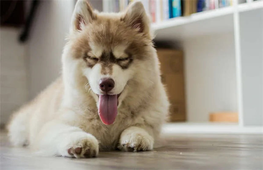犬猫のメトロニダゾール：副作用から正しい与え方まで徹底解説