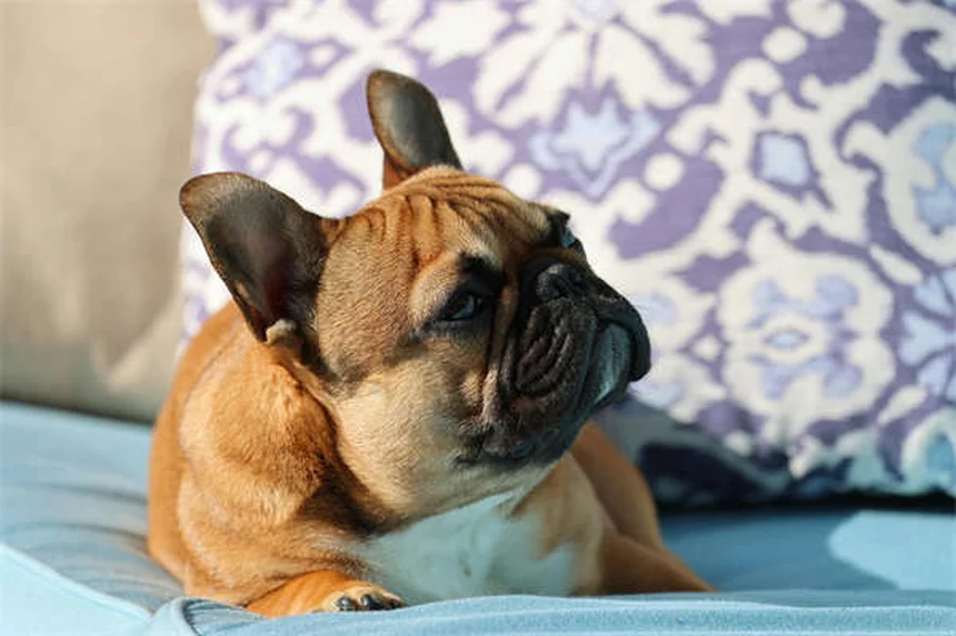 母犬のミスマザリングとは？症状・原因から対処法まで徹底解説