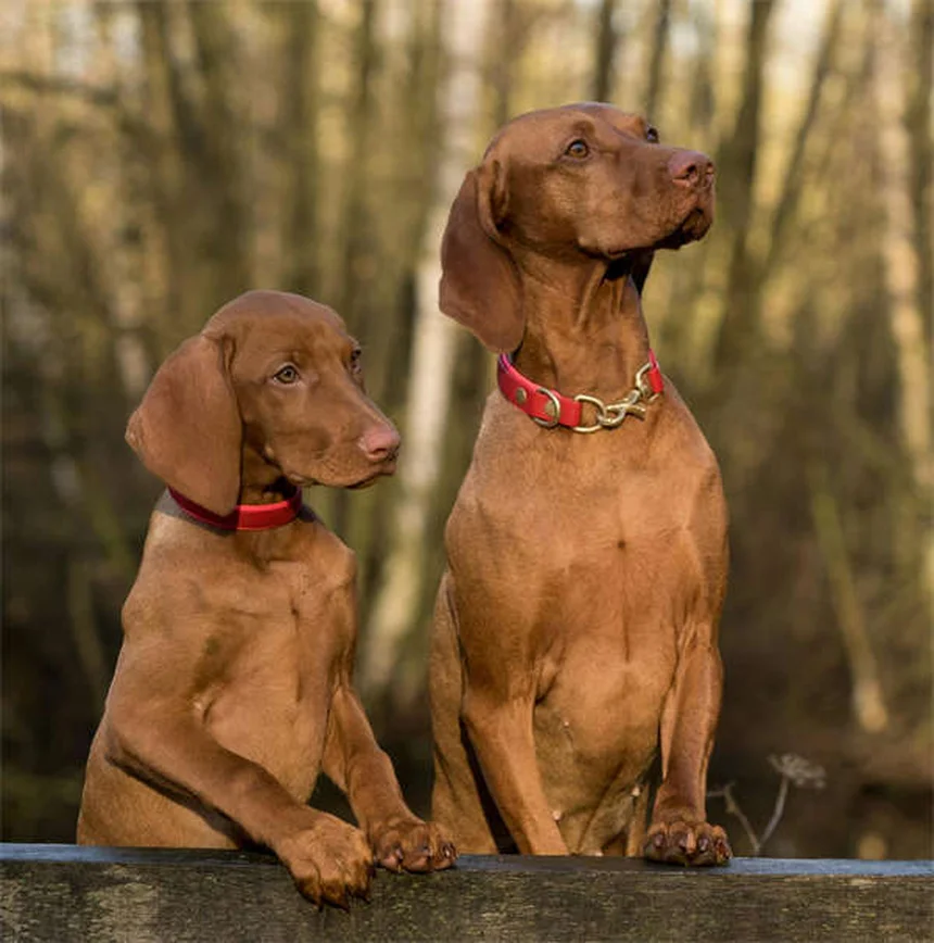 プロが教える犬用ハーネスの正しい選び方とサイズの測り方3つのコツ