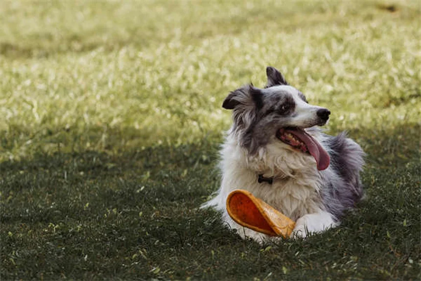 プロが教える犬用ハーネスの正しい選び方とサイズの測り方3つのコツ