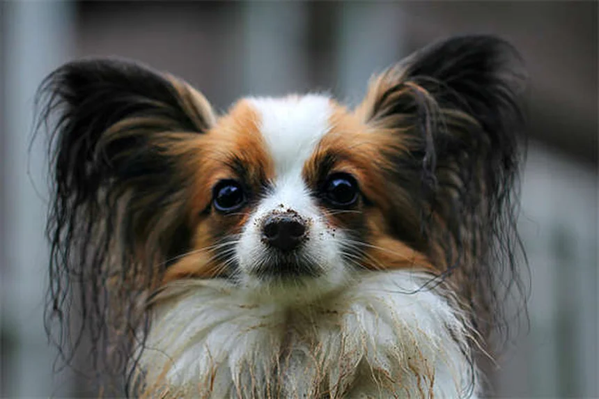 【獣医に聞いた】シメチジンを犬に使う時の安全性と注意点を解説