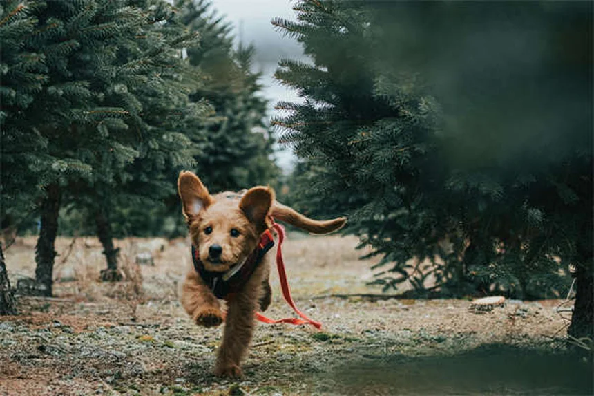 【獣医に聞いた】シメチジンを犬に使う時の安全性と注意点を解説