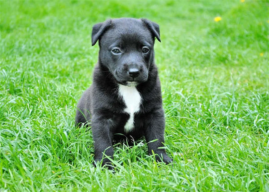 【獣医に聞いた】シメチジンを犬に使う時の安全性と注意点を解説