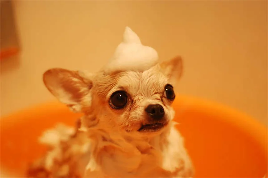 犬が双極性障害になることはない！知っておきたい5つの理由