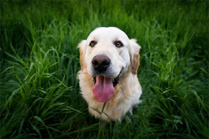 犬のベストフレンドを見分ける5つのサインとそのメリット