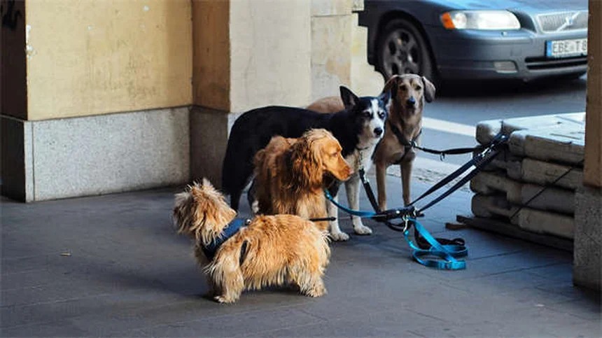犬の妊娠中、安全な薬と避けるべき薬は？獣医師が教える正しい使い方