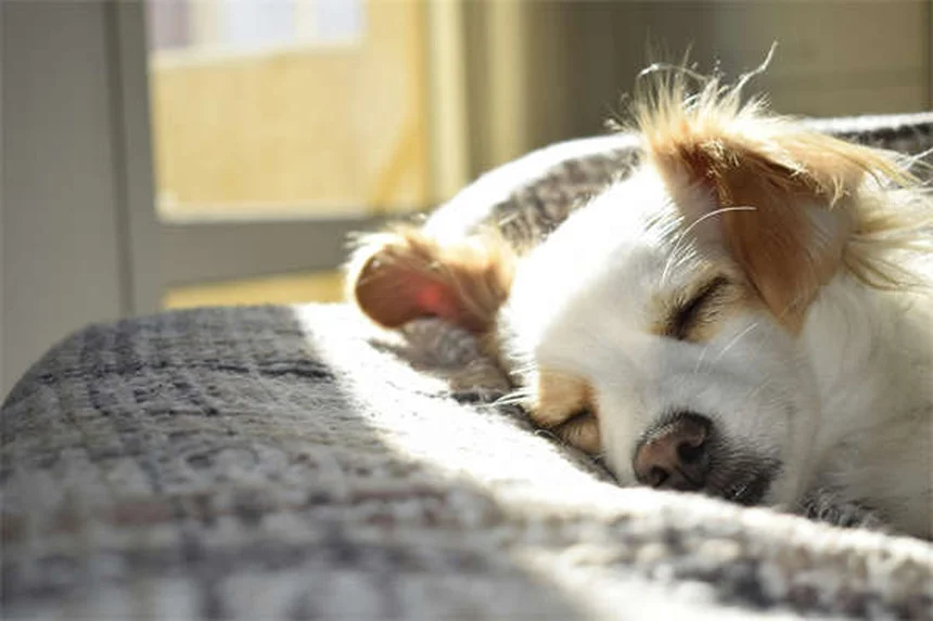 犬の吐き気の症状と正しい対処法を獣医師が徹底解説