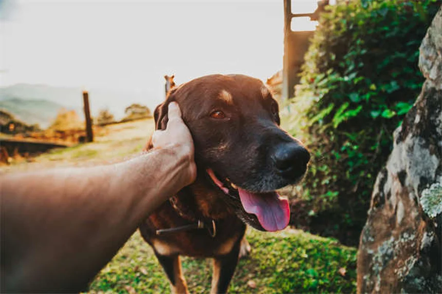 犬は暗闇で見える？夜目が利く秘密と猫との違いを徹底解説