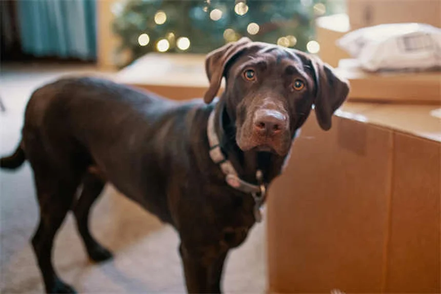 犬がリードを嫌がる理由と解決策｜プロが教える5つのトレーニング法