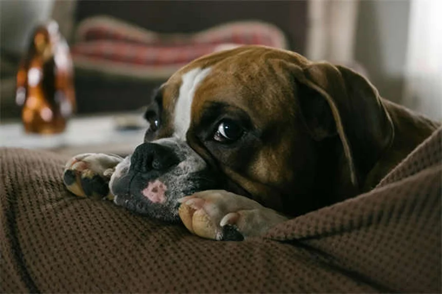 犬がリードを嫌がる理由と解決策｜プロが教える5つのトレーニング法