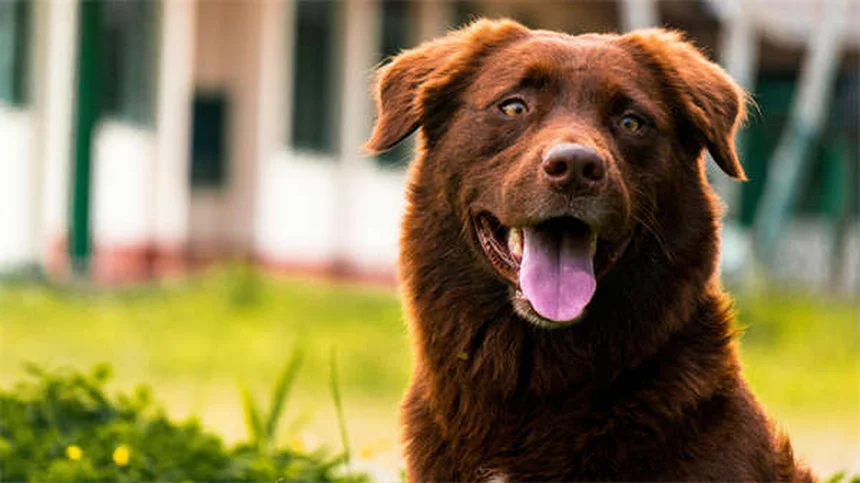 愛犬の夏の安全対策｜熱中症予防から水辺レジャーまで完全ガイド