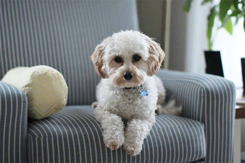 犬と自転車を安全に楽しむ7つのコツ｜初心者でも今日から始められる