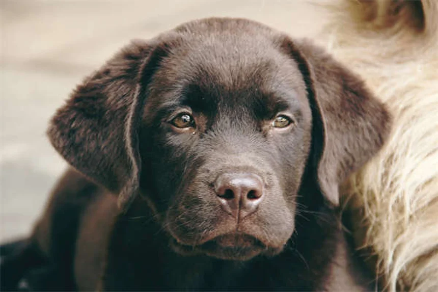 犬の手術、選択的と必要な違いは？判断基準と獣医師のアドバイス