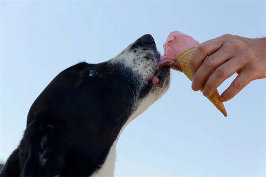 犬の痒み止め薬Zenreliaとは？効果・副作用・Apoquelとの違いを徹底解説