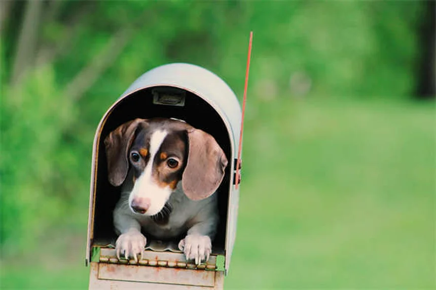 犬の痒み止め薬Zenreliaとは？効果・副作用・Apoquelとの違いを徹底解説
