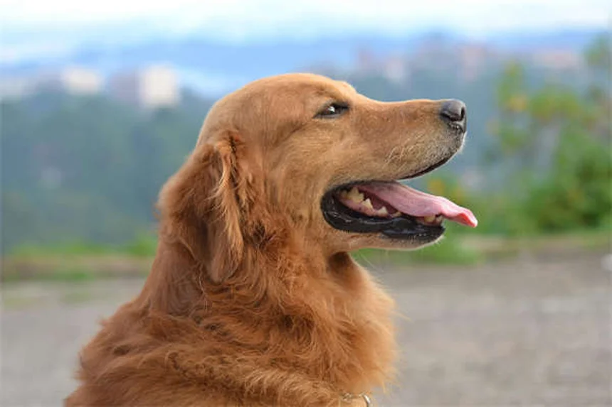 馬の神経症状を見逃さない！歩行のふらつきから分かる危険サインと対処法