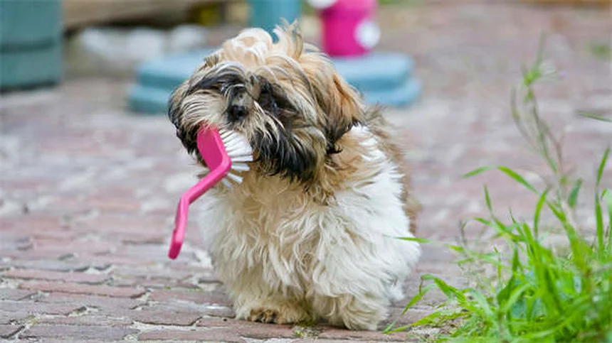 犬とプール安全対策7つのポイント：愛犬と楽しむ夏の水遊び